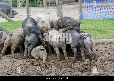 Gemischte Rennen Ferkel, ist Sau ein großes schwarzes Schwein Stockfoto