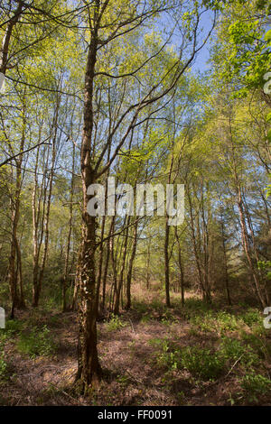 Regenerierende Wald mit gefleckten Sonnenlicht Leuchten auf die neue Frühjahrs-Blätter Stockfoto