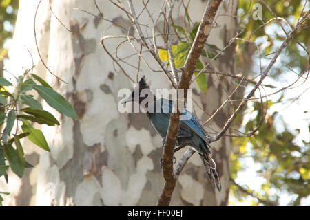 Blue jay Stockfoto