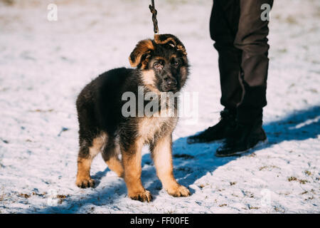 Young Brown Schäferhund Welpe Hund im Freien im Wintersaison Stockfoto