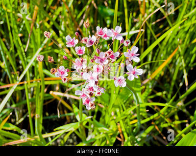 Blühende Rush (Butomus Umbellatus) in Blüte im Sommer, UK Stockfoto