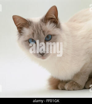 Weiße Balinesen-Katze sitzen. Stockfoto