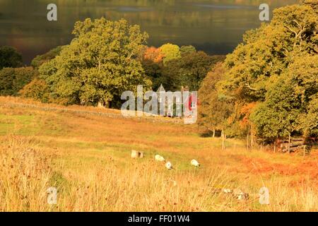 Schafe weiden vor einem roten Efeu bedeckt Haus vor Loch Earn in den schottischen highlands Stockfoto