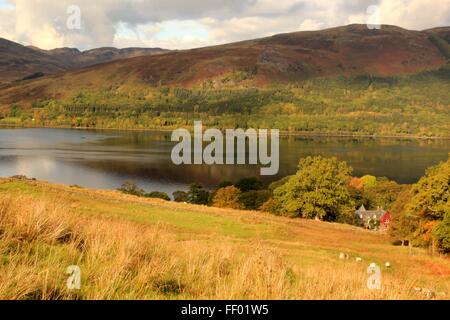 Schafe weiden vor einem roten Efeu bedeckt Haus vor Loch Earn in den schottischen highlands Stockfoto