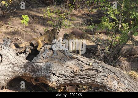 4 (vier) Baby Paviane spielen auf einem Ast im Chobe Nationalpark Stockfoto