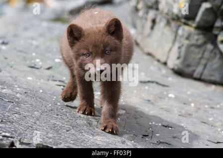 Welpen-Kommandanten blau Polarfuchs, die die Steinen Sommertag stiehlt Stockfoto