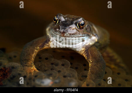 Europäische Grasfrosch (Rana Temporaria) mit Frogspawn im Teich im Frühjahr Stockfoto