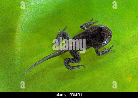 Gemeinsamen Frosch (Rana Temporaria) Froglet mit Gliedmaßen gut entwickelt aber Rute nicht begonnen, um resorbiert werden Stockfoto