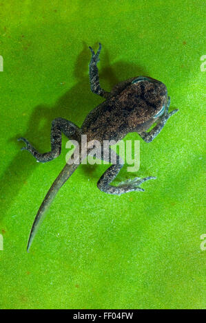 Gemeinsamen Frosch (Rana Temporaria) Froglet mit Gliedmaßen gut entwickelt aber Rute nicht begonnen, um resorbiert werden Stockfoto