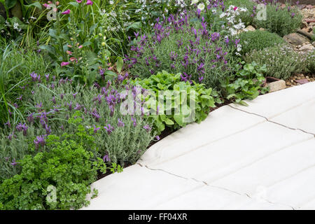 Kleiner Küchengarten mit Portland Steinpflasterpfad mit Kräutern Petersilie französisch Lavendel Zitronenmelisse Thymian Frühling Sommer Großbritannien gesäumt Stockfoto