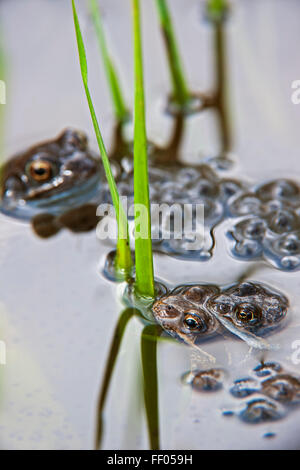 Europäischen gemeinsamen braunen Frösche (Rana Temporaria) paar in Amplexus schwebend in Teich unter frogspawn Stockfoto