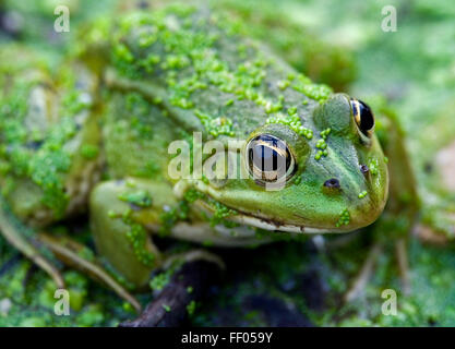 Essbare Frosch / gemeinsame Wasser Frosch / grüner Frosch (außer kl. Esculentus / Rana kl. Esculenta) Großaufnahme Porträt Stockfoto