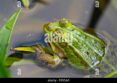 Pool-Frosch (außer Lessonae / Rana Lessonae) hautnah in Teich Stockfoto