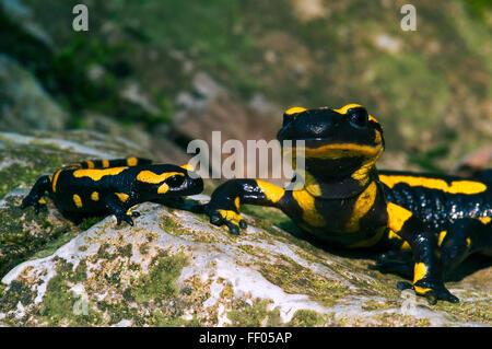 Europäische Salamander / Feuer Salamander (Salamandra Salamandra) Erwachsener mit Jugendlichen auf Felsen Stockfoto