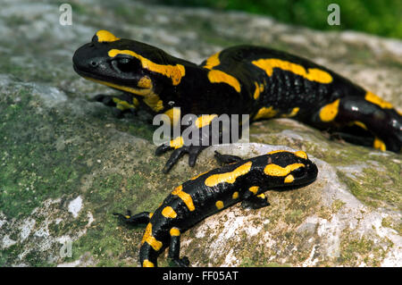 Europäische Salamander / Feuer Salamander (Salamandra Salamandra) Erwachsener mit Jugendlichen auf Felsen Stockfoto