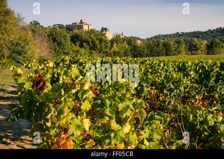 Weinberg, Naturpark Luberon, Ansouis, Frankreich, Vaucluse, Stockfoto