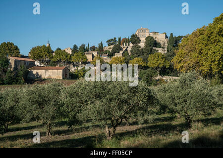 Olivenbäume, Naturpark Luberon, Ansouis, Frankreich, Vaucluse, Stockfoto