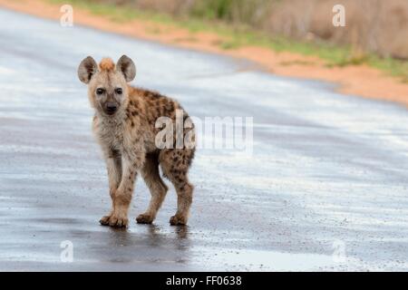 Entdeckt von Hyänen (Crocuta Crocuta) junges, stehend auf nasser Fahrbahn nach Regen, Krüger Nationalpark, Südafrika, Afrika Stockfoto