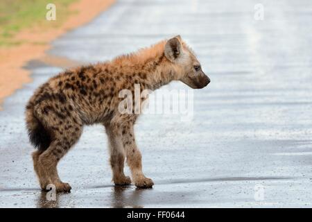 Entdeckt von Hyänen (Crocuta Crocuta) junges, stehend auf nasser Fahrbahn nach Regen, Krüger Nationalpark, Südafrika, Afrika Stockfoto