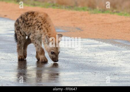 Gefleckte Hyänen (Crocuta Crocuta) junges, schnüffeln nassen Fahrbahn nach Regen, Krüger Nationalpark, Südafrika, Afrika Stockfoto