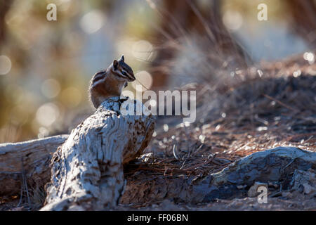 Ein Streifenhörnchen im Bryce Canyon in Nahaufnahme Stockfoto