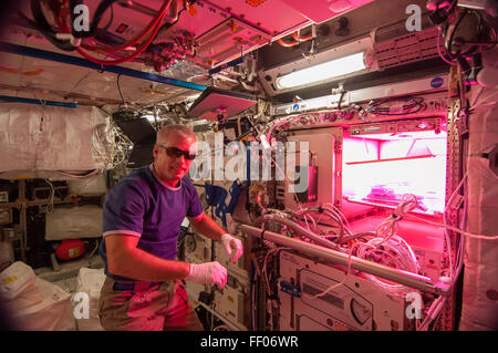 Expedition 39 Flugingenieur, die Steve Swanson (mit Sonnenbrille) in der Nähe der Veggie-Anlage in ExPRESS (Beschleunigung der Verarbeitung von Experimenten zur Raumstation) Rack 3 (ER3) während Veg-01 Experiment Initialisierung Expedition 39 Flugingenieur Steve Swanson (tragen Sonnenbrillen) fotografiert wird ist photographe Stockfoto