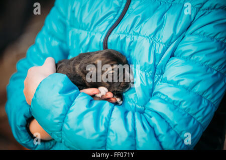 Neugeborene Welpen schwarz schläft auf des Mädchens Hand. Kinderhände halten Welpen Stockfoto