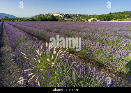 Lavendel-Feld, Dorf Sault, Alpes-de-Haute-Provence, Landschaft, Provence, Frankreich Stockfoto