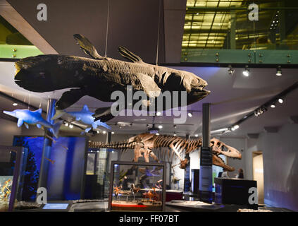 Der große Norden Museum: Hancock im Erdgeschoss in Newcastle Stockfoto