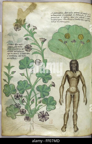 Eine Illustration von *Tractatus de Herbis*, ein historischer botanischer Text, der detaillierte Zeichnungen verschiedener Pflanzen zeigt. Die Abbildungen dienen als frühes Beispiel für botanische Studien und Pflanzenidentifikation. Stockfoto