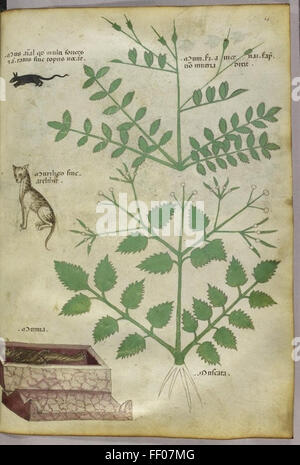 Illustration aus Tractatus de Herbis Stockfoto