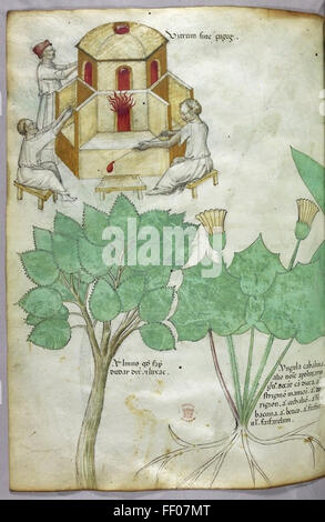 Eine Illustration aus Carl Julius Fritzsches *Tractatus de Herbis* mit detaillierten botanischen Zeichnungen verschiedener Pflanzenarten, deren Eigenschaften und medizinische Eigenschaften im Mittelpunkt stehen. Stockfoto