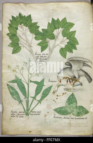 Illustration aus Tractatus de Herbis Stockfoto