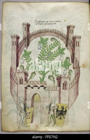 Eine botanische Illustration aus dem *Tractatus de Herbis*, die verschiedene Pflanzen mit detaillierten Zeichnungen zeigt, die ihre natürlichen Eigenschaften hervorheben und eine historische Referenz für Kräuterstudien bietet. Stockfoto
