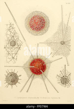 Illustration von Haeckels Strahlentierchen Illustration von Haeckels Radiolarien Stockfoto
