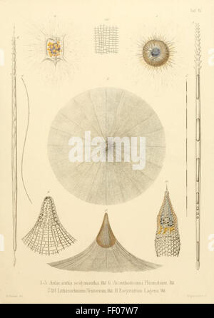 Illustration von Haeckels Strahlentierchen Illustration von Haeckels Radiolarien Stockfoto