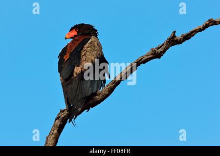 Bateleur Adler (Terathopius Ecaudatus), thront auf toter Baum, Krüger Nationalpark, Südafrika, Afrika Stockfoto