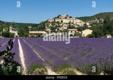 Lavendel-Feld, Dorf Banon, Alpes-de-Haute-Provence, Landschaft, Provence, Frankreich Stockfoto