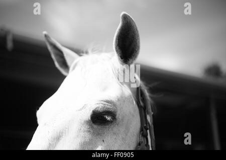 Dieses Schwarzweiß-Foto fängt den Kopf eines weißen Pferdes ein und fokussiert seine ausdrucksstarken Eigenschaften. Die Mähne und die Ohren des Pferdes sind sichtbar, was seine natürliche Anmut und Eleganz unterstreicht. Der monochrome Effekt verstärkt die Details und bietet eine zeitlose und ruhige Darstellung des Tieres. Stockfoto