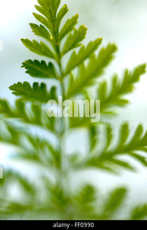 Giftige Pflanze / Conium Maculatum / Hemlock Poison Stockfoto