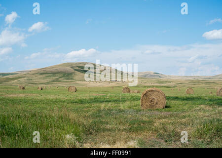 Ein landschaftlich reizvolles Feld mit runden Heuballen, die über die Landschaft verstreut und unter blauem Himmel eine friedliche landwirtschaftliche Umgebung schaffen, die typisch für das ländliche Leben ist. Stockfoto