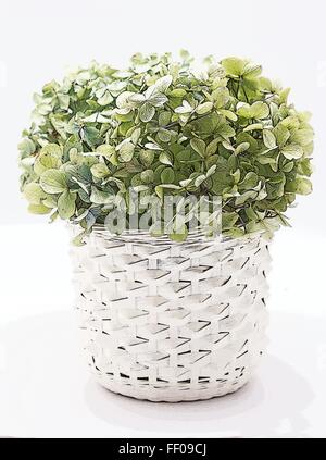Hortensien-Blüten in einem Korb auf weißem Hintergrund Stockfoto