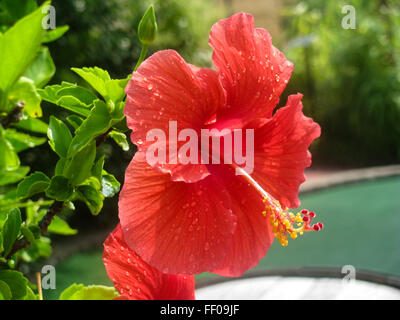 Eine lebendige rote Hibiskusblüte mit markanten Blütenblättern und einem zentralen Stamen. Dieses botanische Exemplar zeigt die komplizierten Details und die natürliche Schönheit der Pflanze mit ihrer reichen Farbe und Struktur. Stockfoto