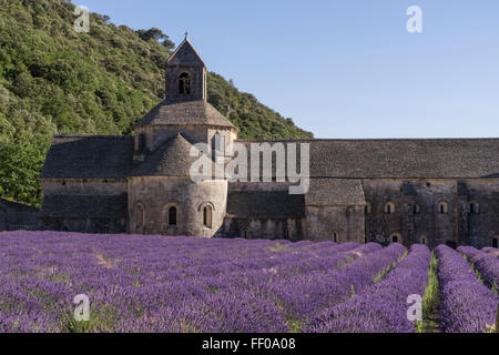 Lavendelfeld vor der Abbaye de Senanque, in der Nähe von Gordes, Vaucluse, Provence, Frankreich Stockfoto