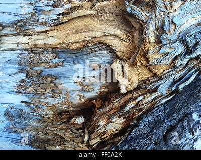 Ein Nahbild von verfallendem Holz, das die komplizierten Texturen und natürlichen Muster zeigt, die beim Zerfall des Holzes entstehen. Die hellblauen Farbtöne stehen im Kontrast zur dunkleren Holzmaserung und heben den natürlichen Verfall hervor. Stockfoto