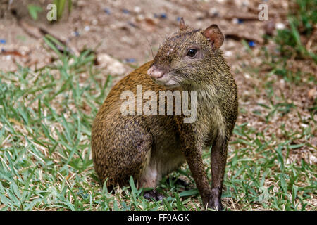 Gemeinsame agouti Mexiko Stockfoto