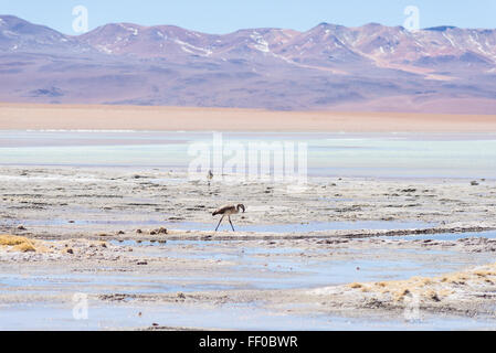 Flamingos im bunten Wasser des "Aguas Termales" Salz See (transl Thermalwasser), unter den wichtigsten Reise-destinati Stockfoto