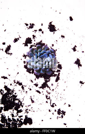 Herabsehen Sie auf sukkulenten Pflanzen und Böden auf weißem Hintergrund Stockfoto