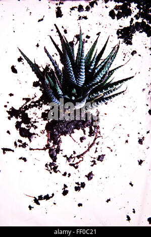 Herabsehen Sie auf sukkulenten Pflanzen und Böden auf weißem Hintergrund Stockfoto