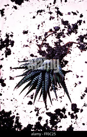 Herabsehen Sie auf sukkulenten Pflanzen und Böden auf weißem Hintergrund Stockfoto